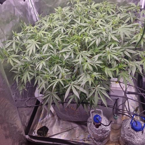 Purple Haze Auto 420, 290 G Harvest. Week 6