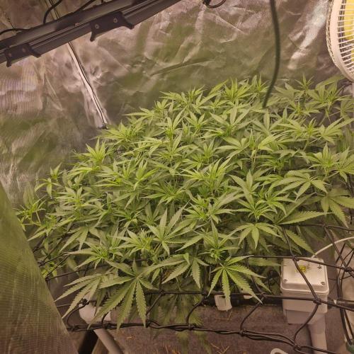 Purple Haze Auto 420, 290 G Harvest. Week 6