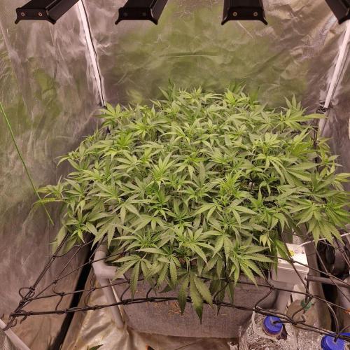 Purple Haze Auto 420, 290 G Harvest. Week 6