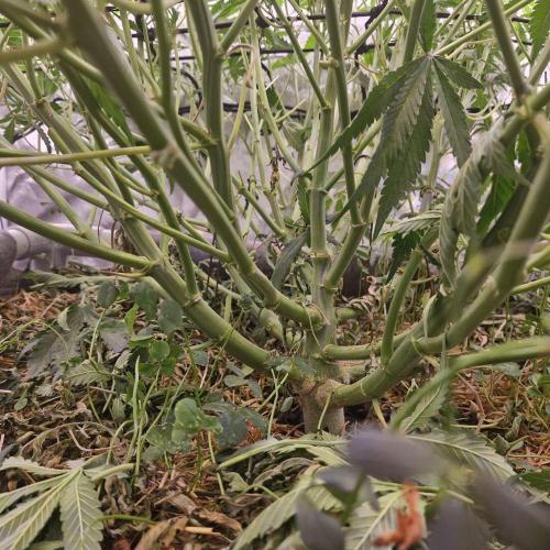 Purple Haze Auto 420, 290 G Harvest. Week 6