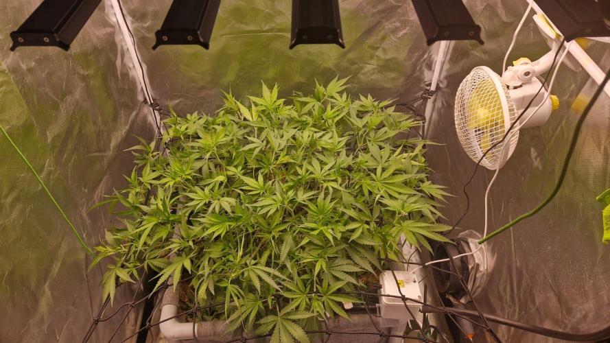 Purple Haze Auto 420, 290 G Harvest. Week 6