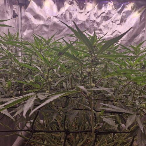 Purple Haze Auto 420, 290 G Harvest. Week 7
