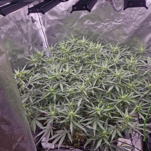 Purple Haze Auto 420, 290 G Harvest. Week 7