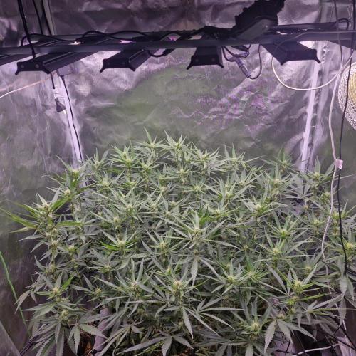 Purple Haze Auto 420, 290 G Harvest. Week 7