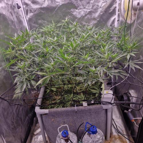 Purple Haze Auto 420, 290 G Harvest. Week 7