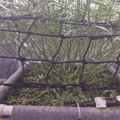 Purple Haze Auto 420, 290 G Harvest. Week 7