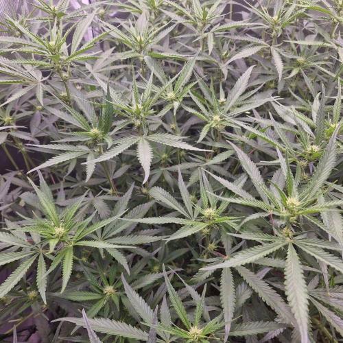Purple Haze Auto 420, 290 G Harvest. Week 7