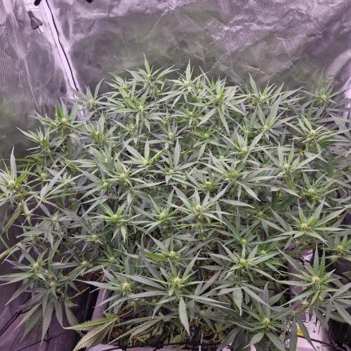 Purple Haze Auto 420, 290 G Harvest. Week 7