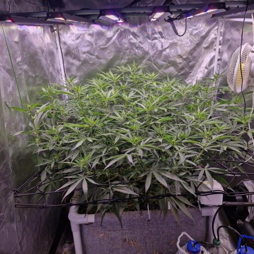 Purple Haze Auto 420, 290 G Harvest. Week 7