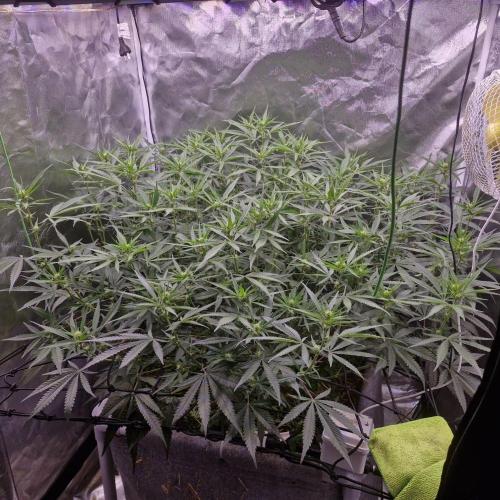 Purple Haze Auto 420, 290 G Harvest. Week 7
