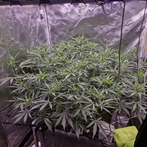 Purple Haze Auto 420, 290 G Harvest. Week 7
