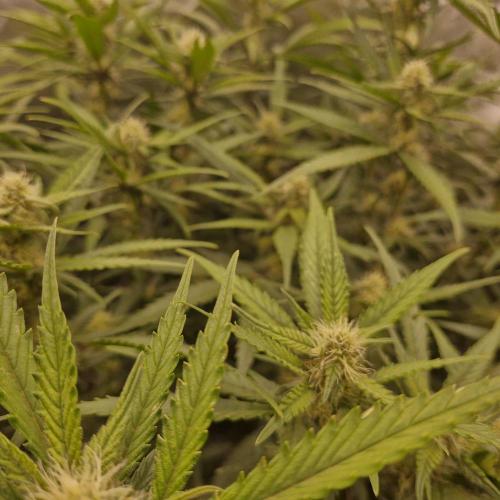 Purple Haze Auto 420, 290 G Harvest. Week 8