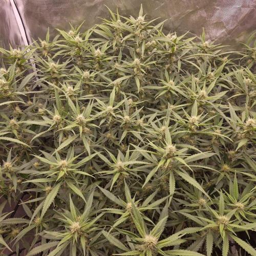 Purple Haze Auto 420, 290 G Harvest. Week 8