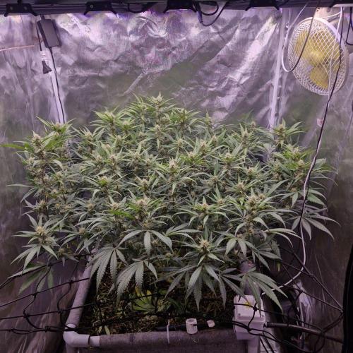 Purple Haze Auto 420, 290 G Harvest. Week 8