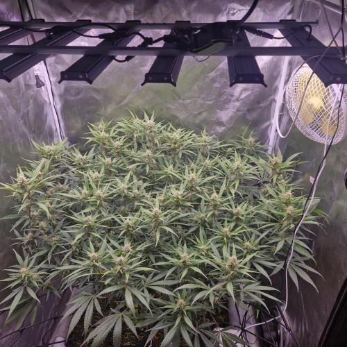 Purple Haze Auto 420, 290 G Harvest. Week 8