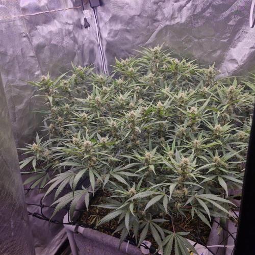 Purple Haze Auto 420, 290 G Harvest. Week 8