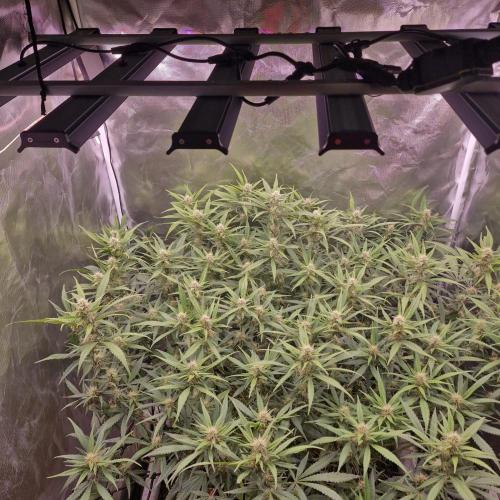 Purple Haze Auto 420, 290 G Harvest. Week 8