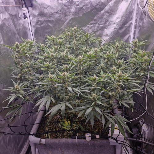 Purple Haze Auto 420, 290 G Harvest. Week 8