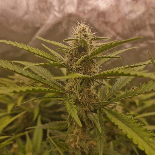 Purple Haze Auto 420, 290 G Harvest. Week 9