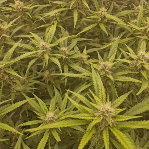 Purple Haze Auto 420, 290 G Harvest. Week 9