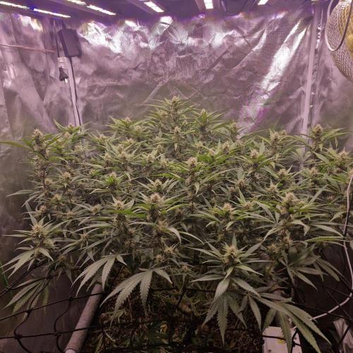 Purple Haze Auto 420, 290 G Harvest. Week 9