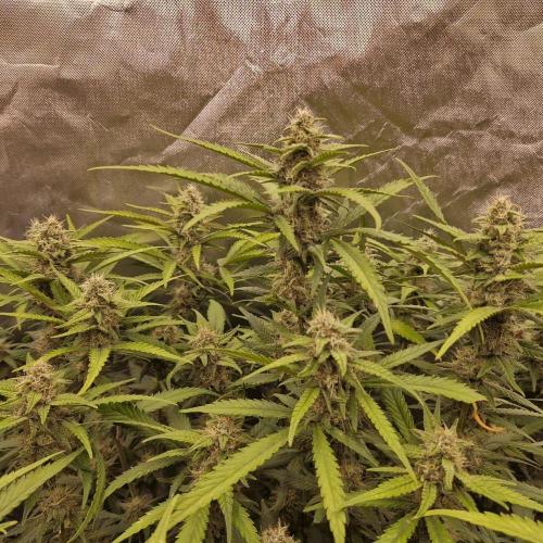 Purple Haze Auto 420, 290 G Harvest. Week 9