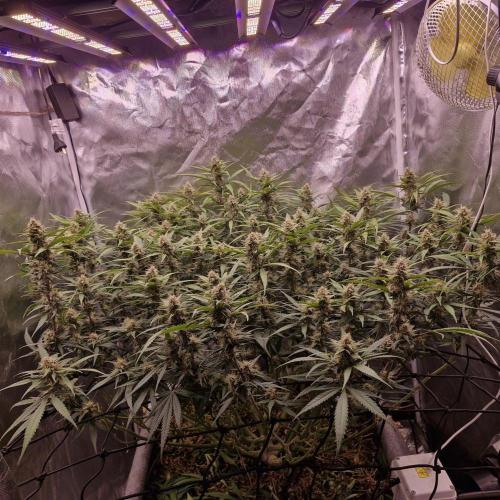 Purple Haze Auto 420, 290 G Harvest. Week 9