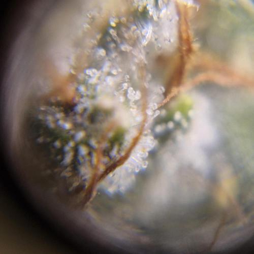 Purple Haze Auto 420, 290 G Harvest. Week 10