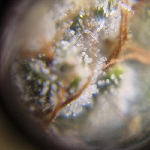 Purple Haze Auto 420, 290 G Harvest. Week 10