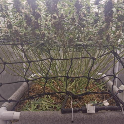 Purple Haze Auto 420, 290 G Harvest. Week 10