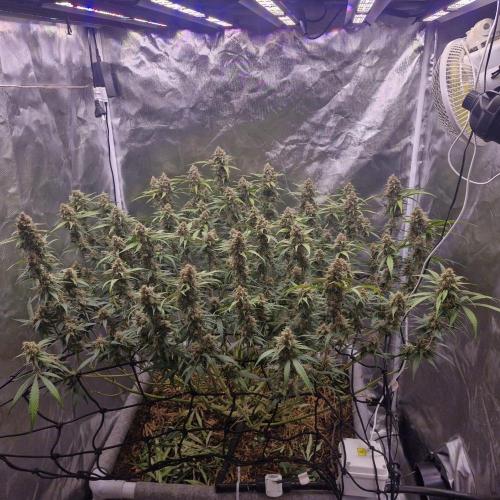 Purple Haze Auto 420, 290 G Harvest. Week 10