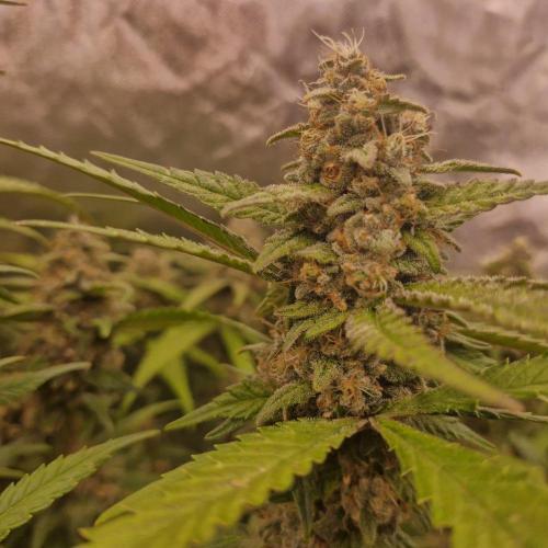 Purple Haze Auto 420, 290 G Harvest. Week 10