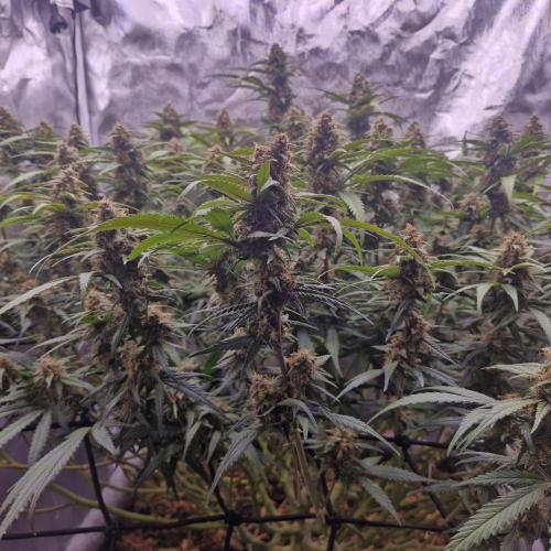 Purple Haze Auto 420, 290 G Harvest. Week 10