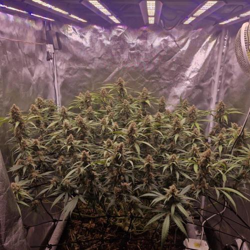 Purple Haze Auto 420, 290 G Harvest. Week 10