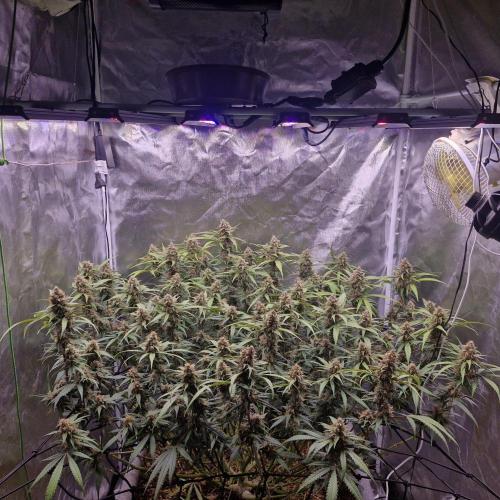 Purple Haze Auto 420, 290 G Harvest. Week 10