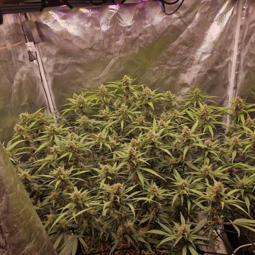 Purple Haze Auto 420, 290 G Harvest. Week 10