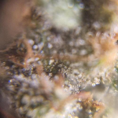 Purple Haze Auto 420, 290 G Harvest. Week 11