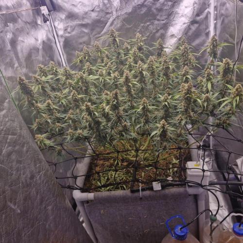 Purple Haze Auto 420, 290 G Harvest. Week 11