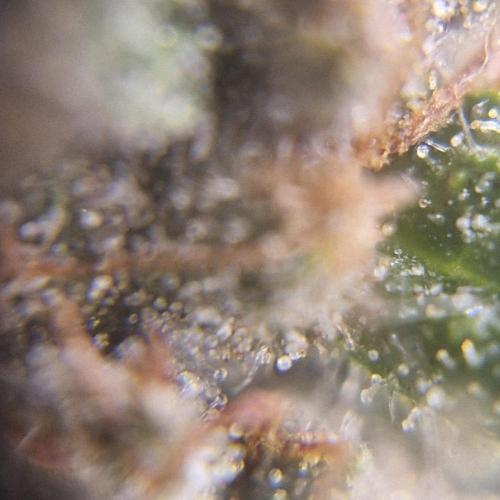Purple Haze Auto 420, 290 G Harvest. Week 11
