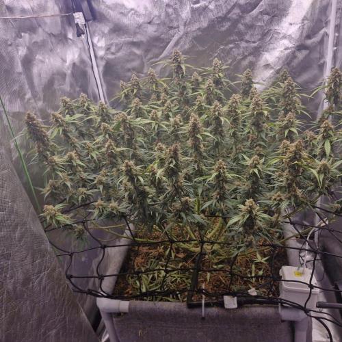 Purple Haze Auto 420, 290 G Harvest. Week 11
