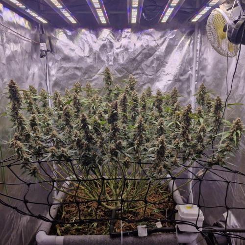 Purple Haze Auto 420, 290 G Harvest. Week 11