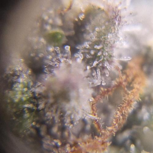 Purple Haze Auto 420, 290 G Harvest. Week 11
