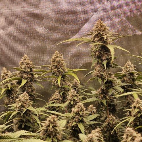 Purple Haze Auto 420, 290 G Harvest. Week 11
