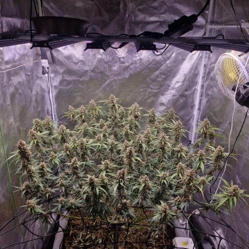 Purple Haze Auto 420, 290 G Harvest. Week 11