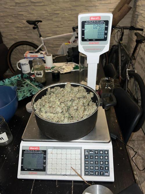 Purple Haze Auto 420, 290 G Harvest. Week 11