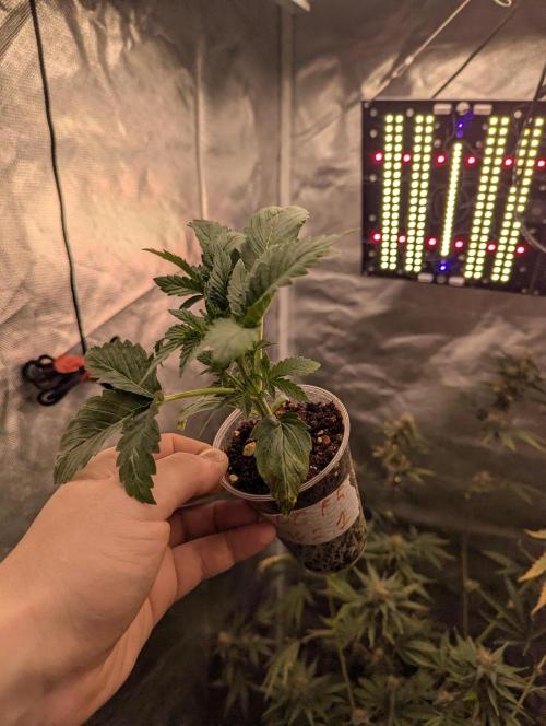 DC GammaBloom I need more seed's. Week 2