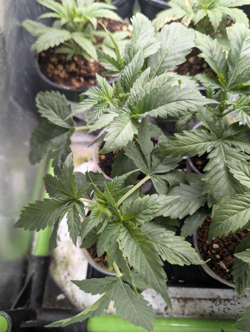 DC GammaBloom I need more seed's. Week 2