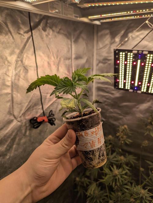 Milk Bath x Blueberry F1. Week 2