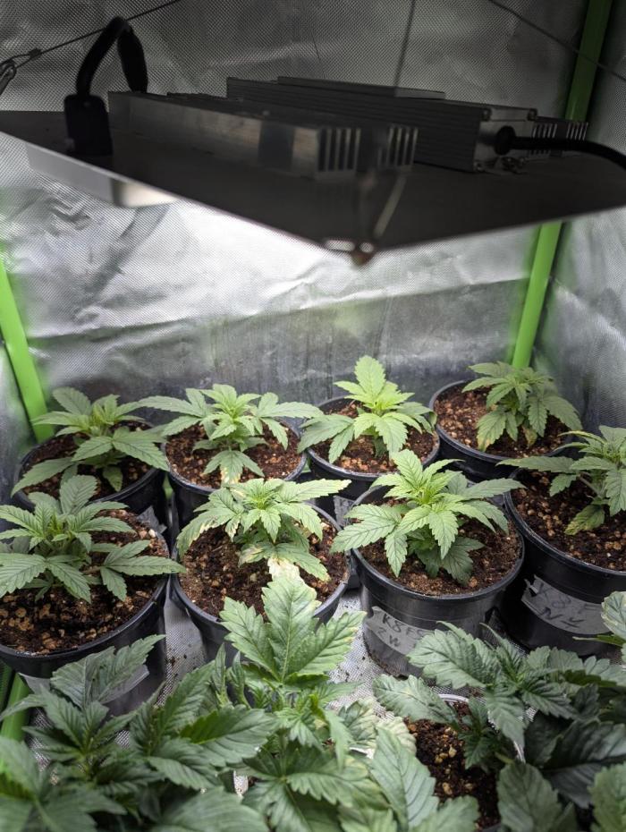 K8 F3 Frutti Favorite. Week 2