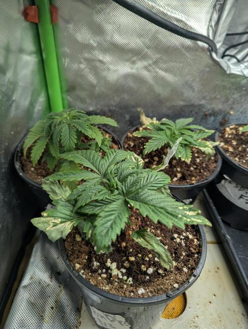 LSD Auto x Chronic Rider Fast bx F1. Week 2